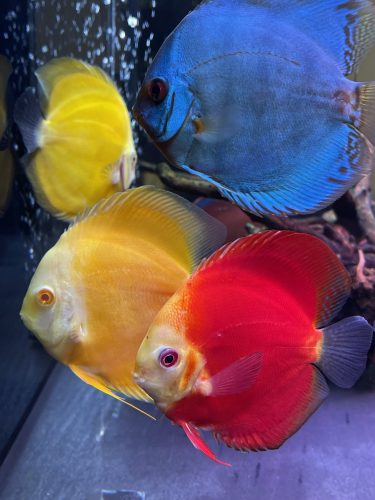 Cobalt Discus With Deep Blue Gene photo review