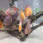 Altum Flora Discus, Blue Base photo review