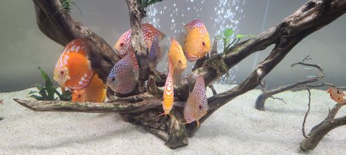 Altum Flora Discus, Blue Base photo review
