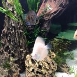 Albino Snow White Discus photo review