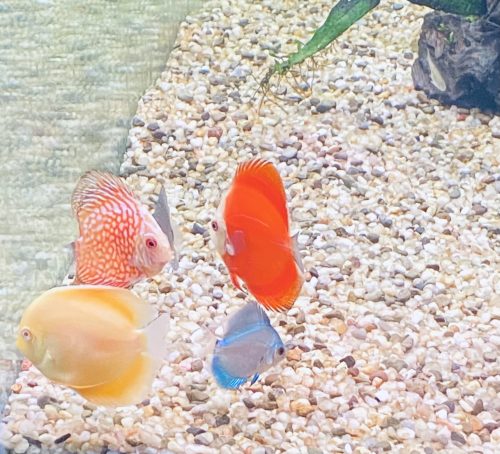 Golden Lollipop Discus photo review