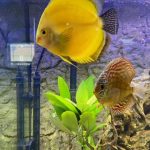 F1 Ica Red Discus photo review