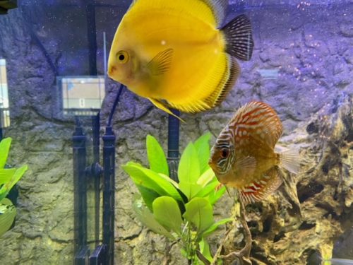 Golden Lollipop Discus photo review
