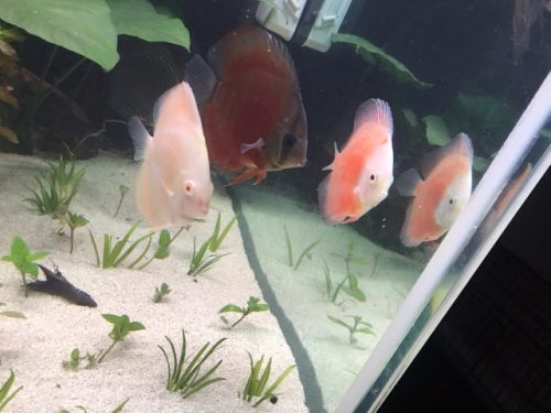 Virgin Red Discus, Dark Base photo review