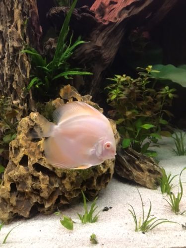 Golden Lollipop Discus photo review