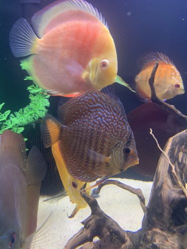 Red Snakeskin (14-Bar) Discus, Green Base photo review