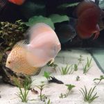Golden Pearl Pigeon Snakeskin Discus photo review