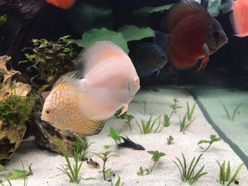 Albino Snow White Discus photo review