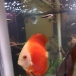 Fuji Red Discus photo review