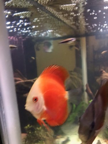 Fuji Red Discus photo review