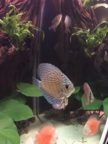German Red Turquoise Discus, Blue Base photo review