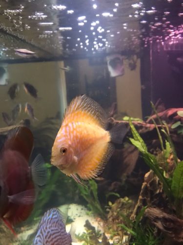 Golden Pearl Pigeon Snakeskin Discus photo review
