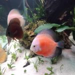 Virgin Red Discus, Dark Base photo review