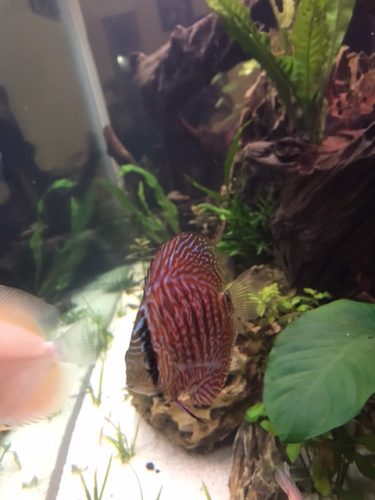 German Red Turquoise Discus, Red Base photo review
