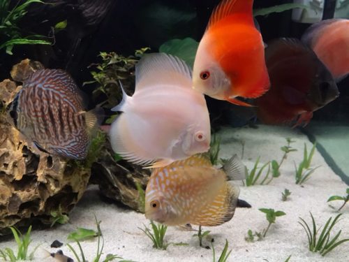 Golden Pearl Pigeon Snakeskin Discus photo review