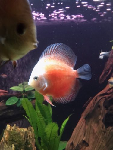 Golden Leopard Discus, Light Base photo review