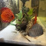 Brilliant Blue Turquoise Discus, Thick-Lined photo review