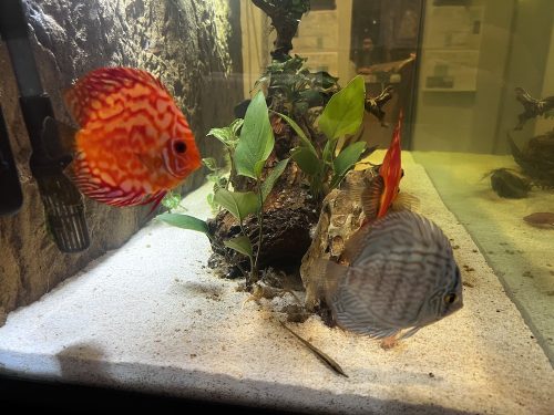 Carnation Pigeon Discus photo review