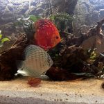 Carnation Pigeon Discus photo review