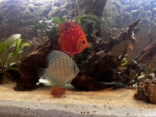 Brilliant Blue Turquoise Discus, Thick-Lined photo review