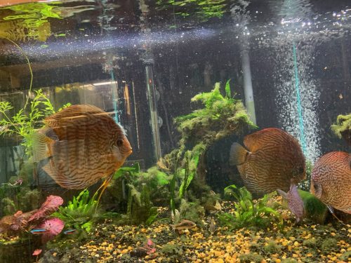 Altum Flora Discus, Blue Base photo review