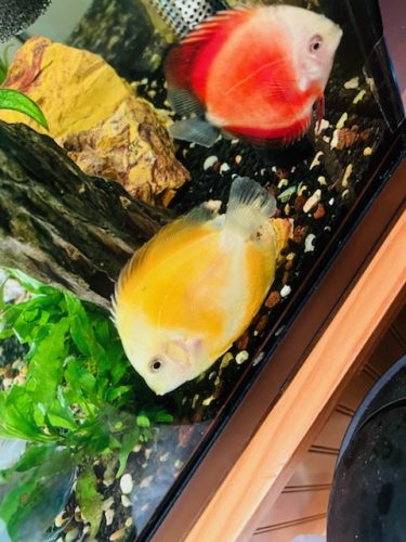 Golden Lollipop Discus photo review