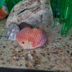 Carnation Pigeon Discus photo review