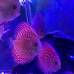 Classic Red Eagle Discus photo review
