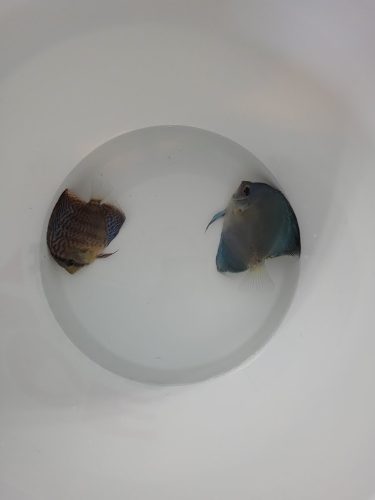 High Bodied Blue Diamond Discus With Deep Blue Gene photo review