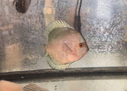 Blue Mercury Discus, Light Base photo review
