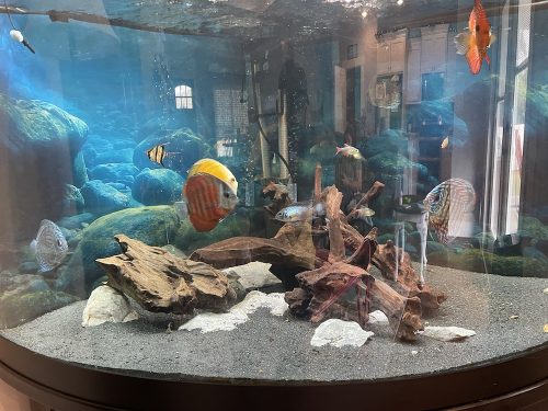 Rose Red Discus, Dark Base photo review