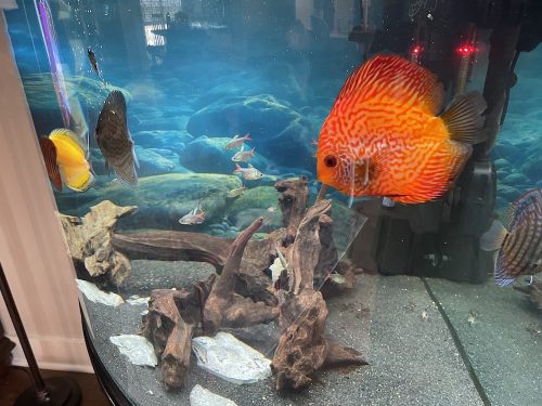 Golden Leopard Discus, Orange Base photo review