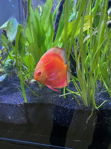 Albino Red Golden Melon Discus photo review