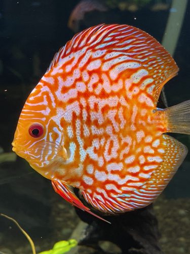 Super Pigeon Snakeskin Discus, Yellow Base photo review