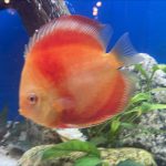 Albino Red Golden Melon Discus photo review
