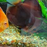 Albino Red Golden Melon Discus photo review