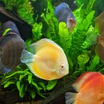 Albino Red Golden Melon Discus photo review