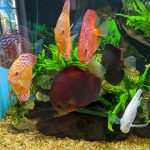 Rose Red Discus, Dark Base photo review