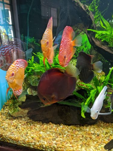 Golden Pigeon Leopard Discus, White Base photo review
