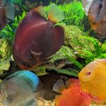 Rose Red Discus, Dark Base photo review