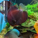 Rose Red Discus, Dark Base photo review