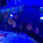 Classic Red Eagle Discus photo review