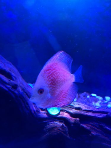 Albino Snakeskin Discus photo review