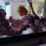 Wild Manacapuru Blue Discus photo review