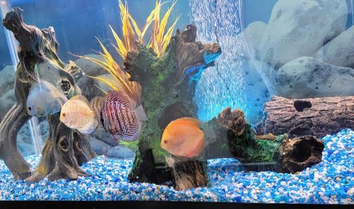 Orange Melon Discus photo review