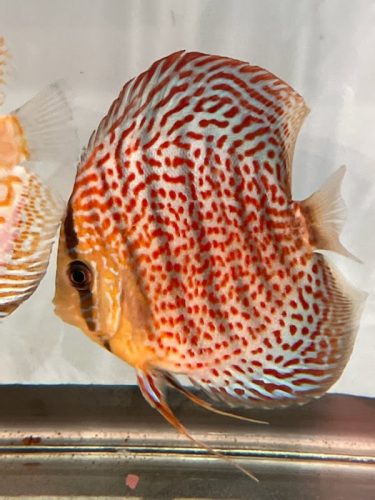 Red Ring Leopard Discus photo review