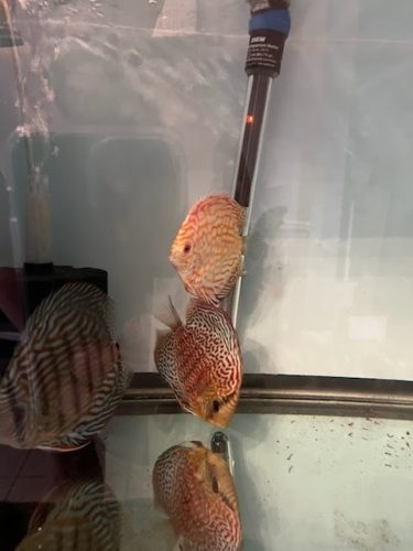Classic Red Eagle Discus photo review