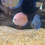 Discus Icons Collection: The Most Classic Discus of All Time, 9x photo review