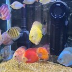 Discus Icons Collection: The Most Classic Discus of All Time, 9x photo review