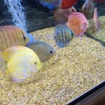 Discus Icons Collection: The Most Classic Discus of All Time, 9x photo review